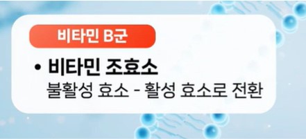 비타민B군