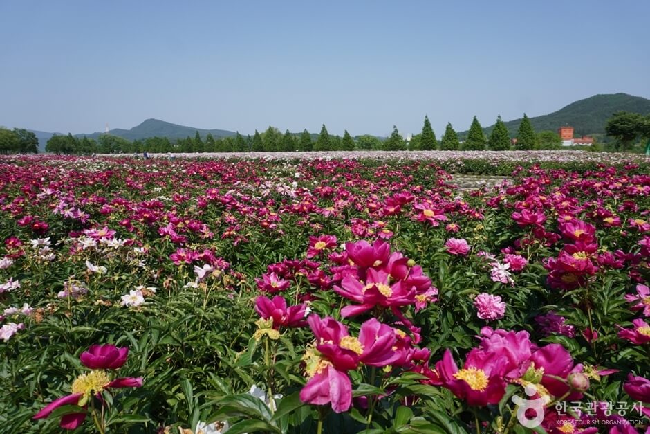 합천 핫들생태공원 작약꽃
