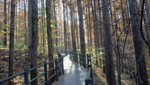서울 안산자락길 메타세콰이어