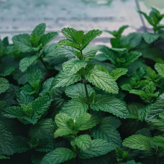 레몬밤 Lemon Balm