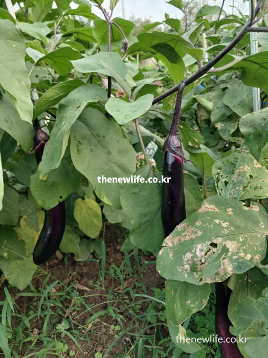 가열해도 항암 성분이 유지되므로 껍질째 섭취해야 하는 가지의 조리 전 실물