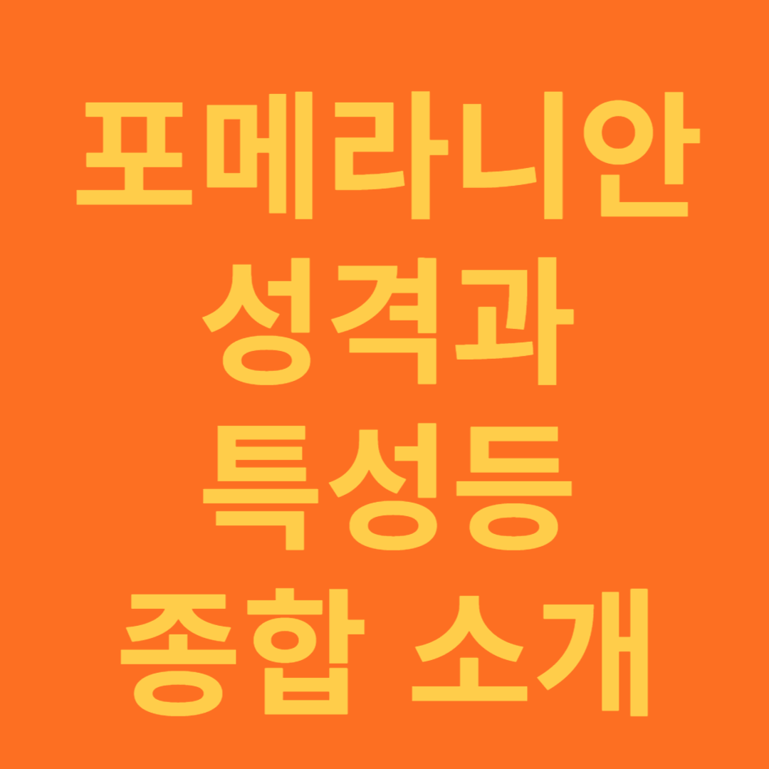 포메라니안 성격과 특성 종합 소개