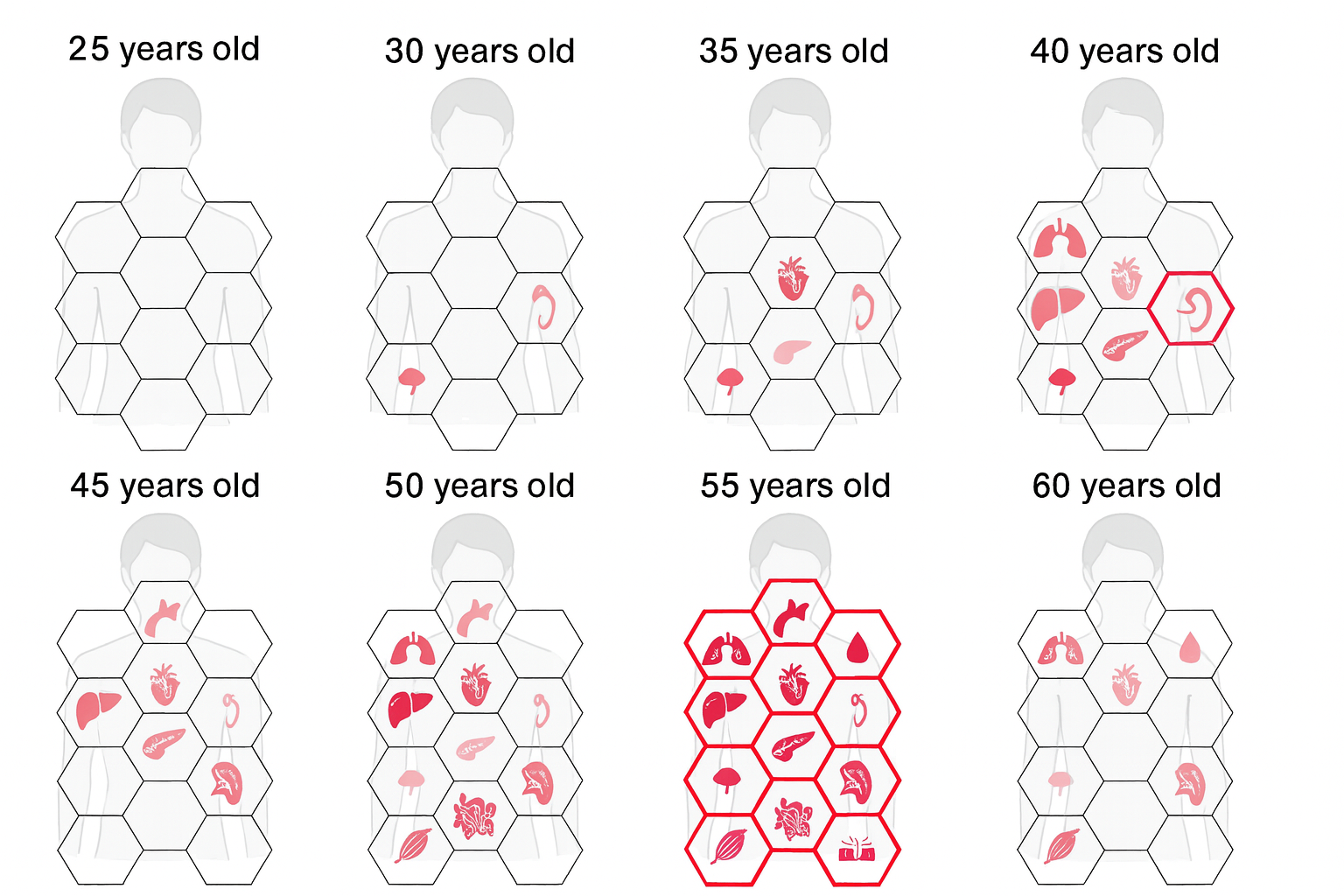&ldquo;인체 장기별 노화 변곡점 그래프, 45~55세 대동맥 변화가 가장 크게 나타나는 그림&rdquo;