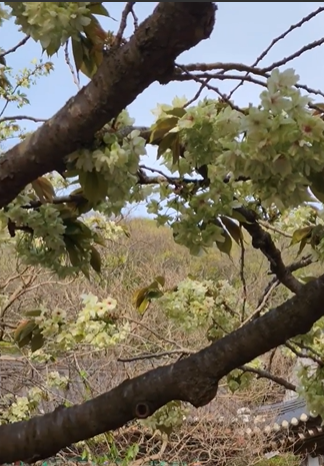 서산 개심사 겹벚꽃·청벚꽃 개화상황