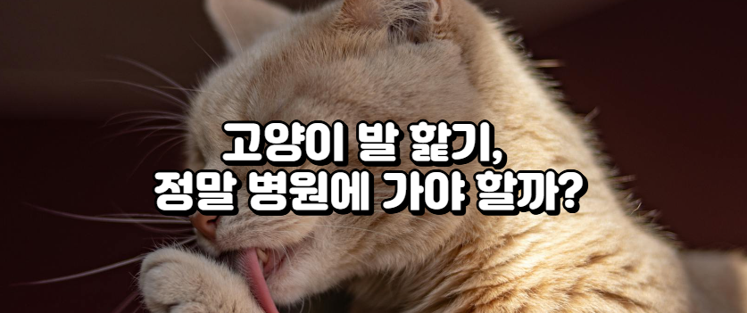 고양이 발 핥기, 정말 병원에 가야 할까?