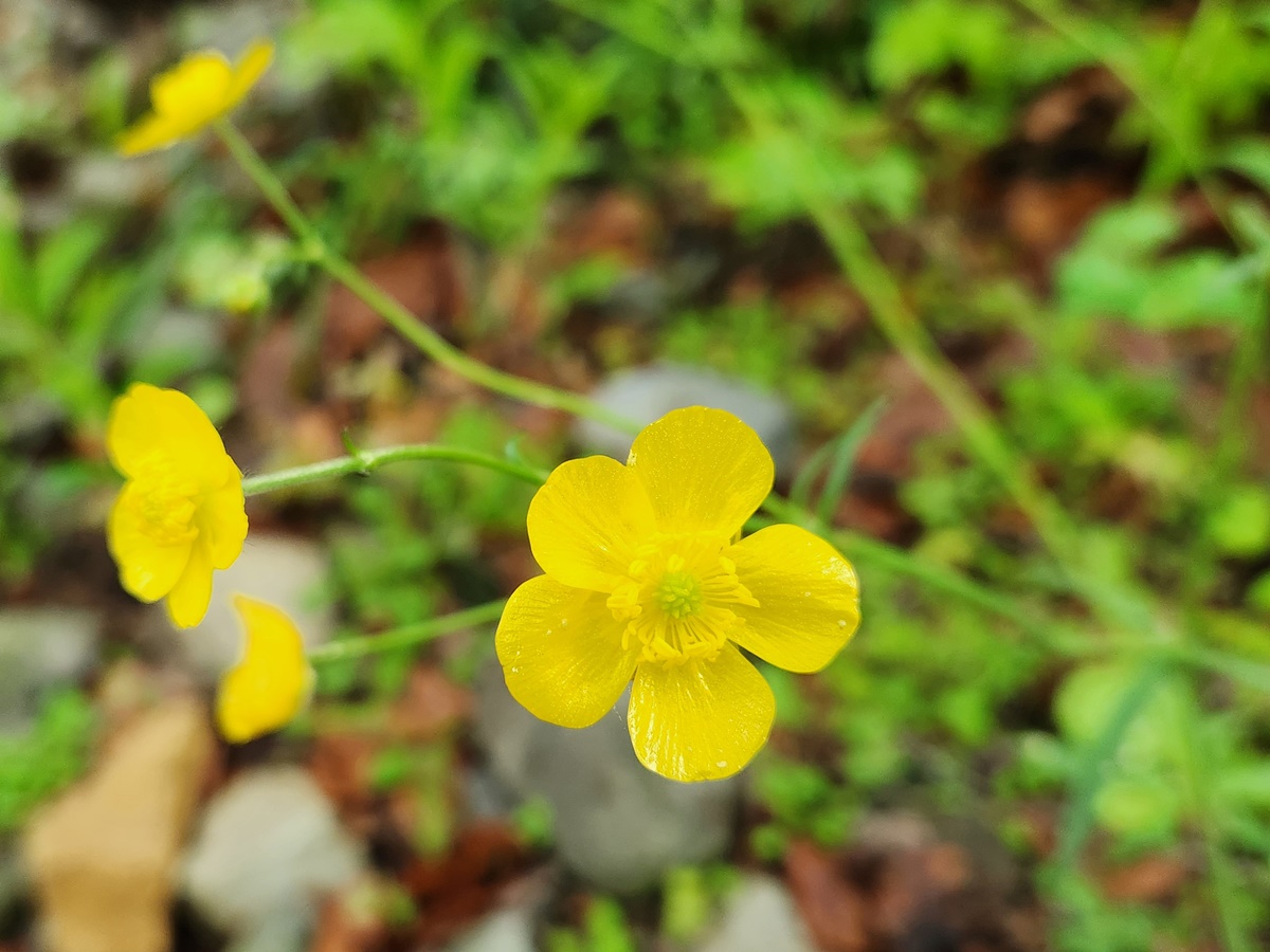 미나리아재비 Buttercup