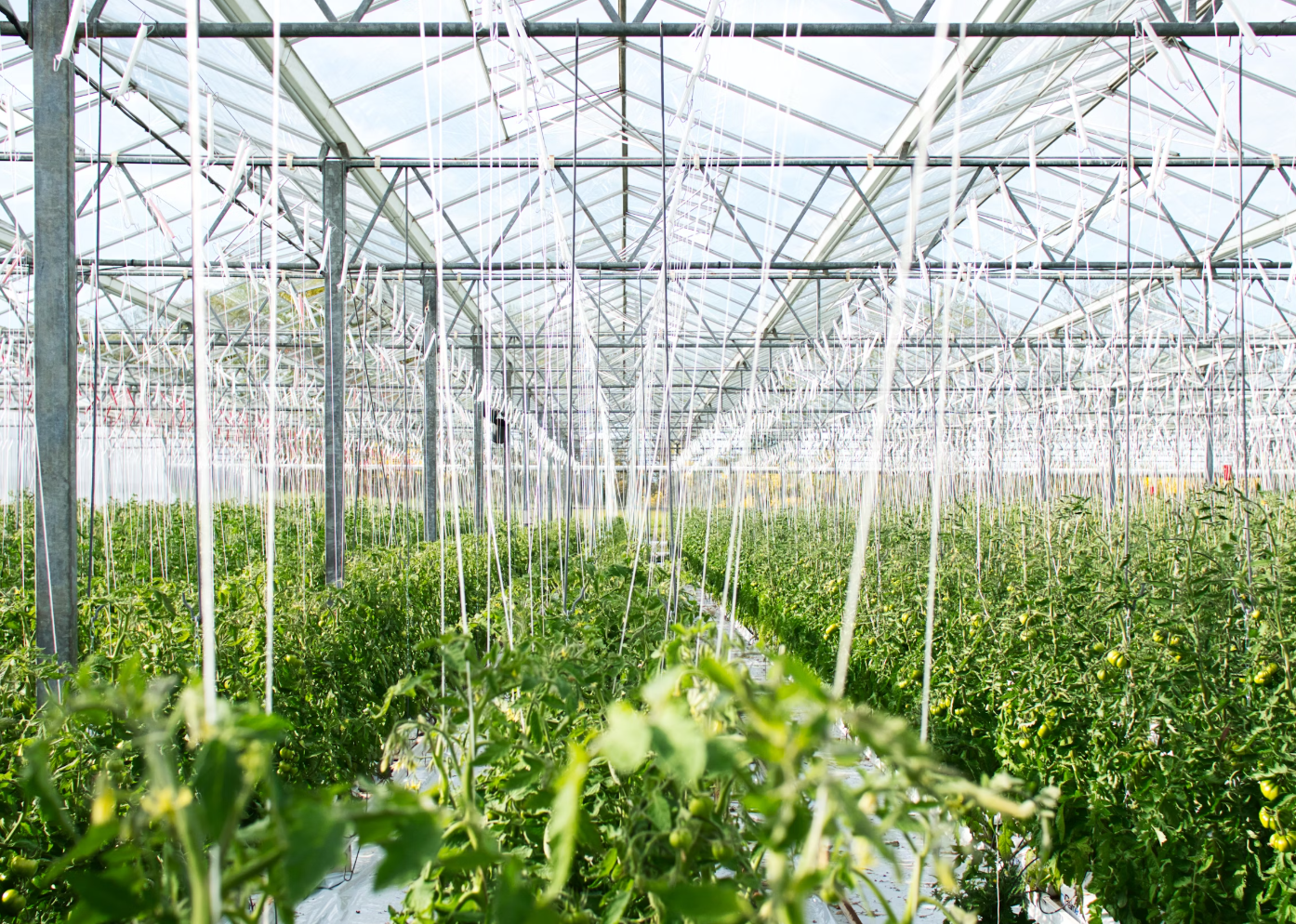 비닐하우스-시설-농업-사진