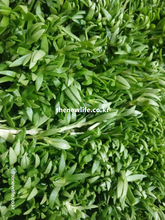 돌나물 효능 골다공증 예방 칼슘