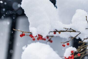 마가목 효능은 우리가 생각하는 것보다 효능이 매우 많습니다.