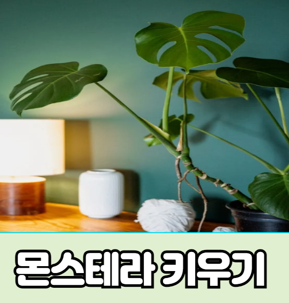 몬스테라 키우기