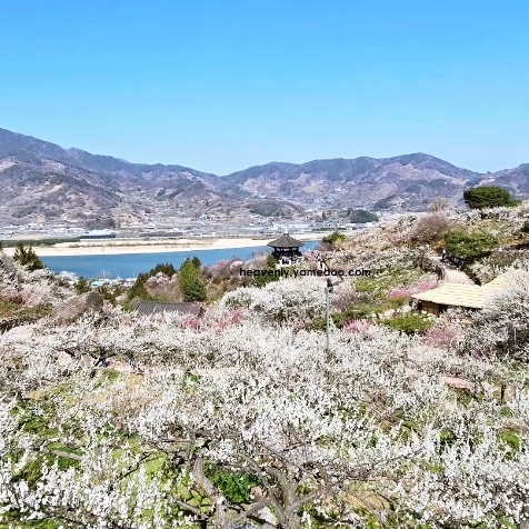 광양 매화축제 개화상황