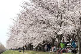 새롭게 봄 신나게 봄 낙동강 정원 벚꽃 축제 기본일정과 프로그램 소개 삼락 벚꽃 축제