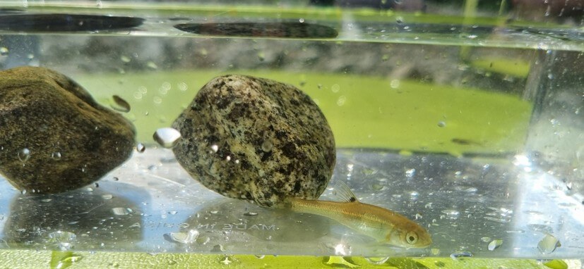 잡은물고기사진