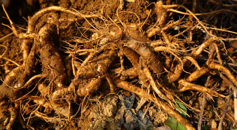 도라지_주의사항