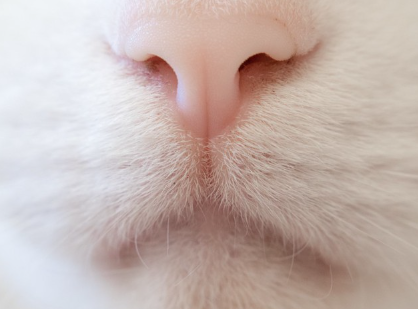 고양이 코.