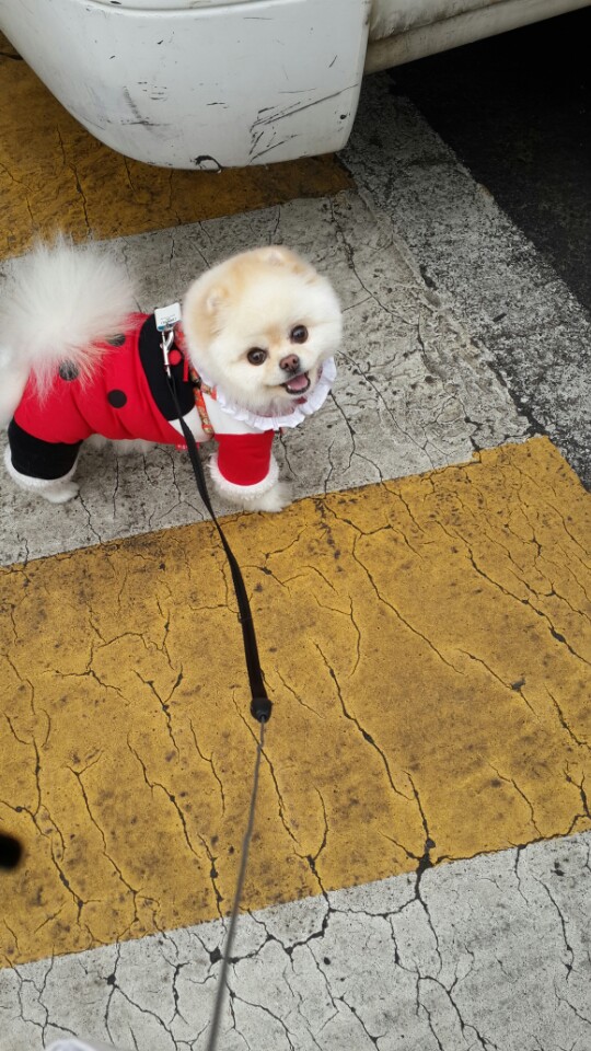 강아지 똥꼬스키의 이유 항문낭&amp;#44; 짜야 할까?