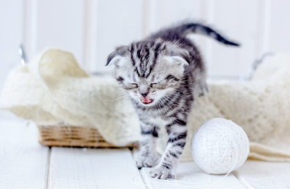 재채기하는 것 같은 새끼 고양이.