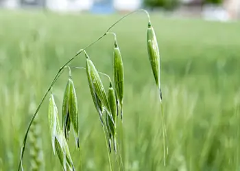 슈퍼푸드 귀리 가격과 효능, 영양성분