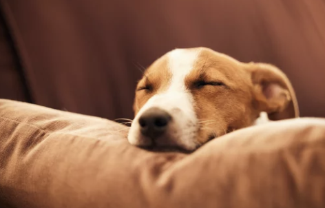 강아지/출처:어도비스톡