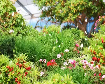 함평나비축제_4