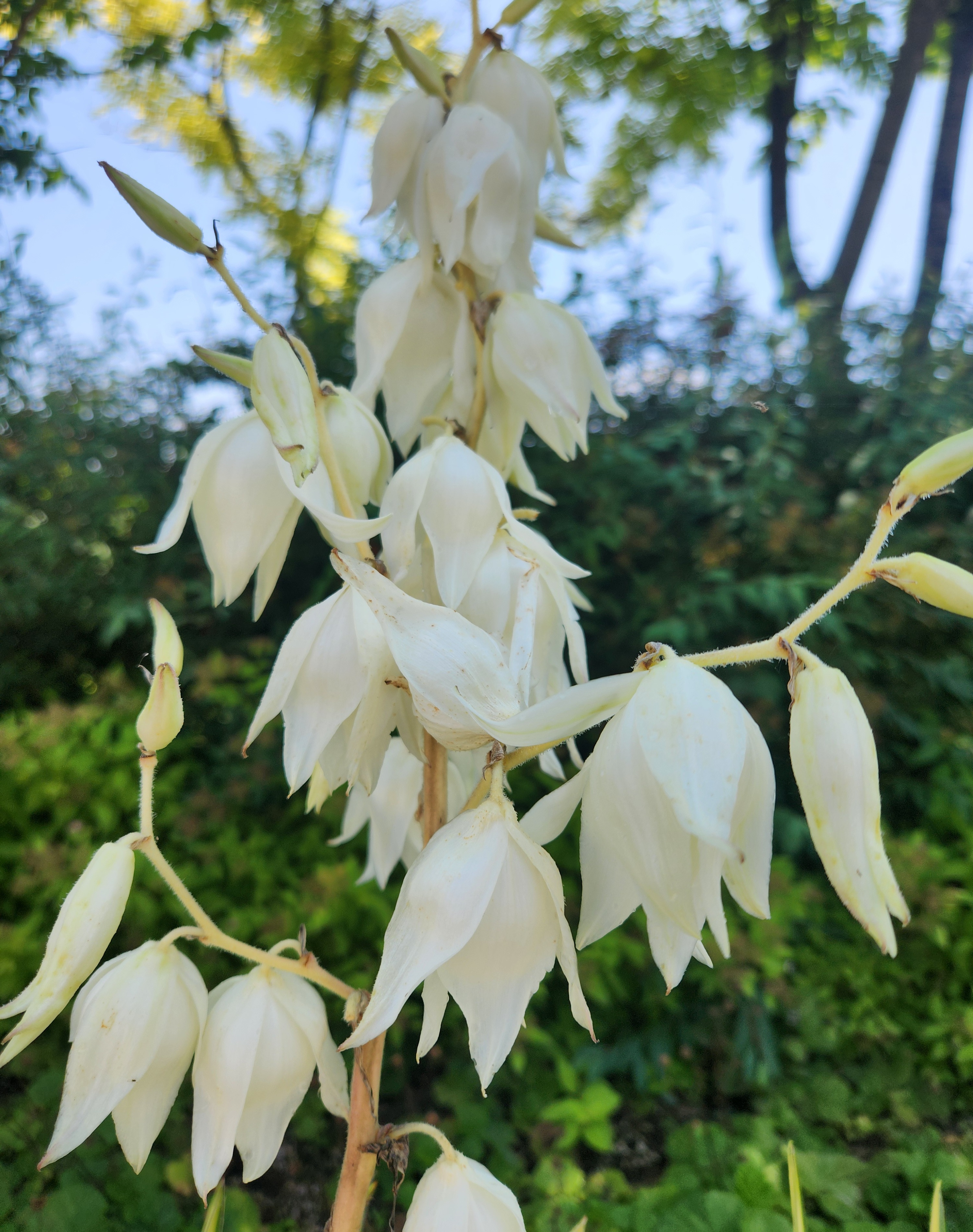 유카꽃 흰색 꽃이 핀 모습