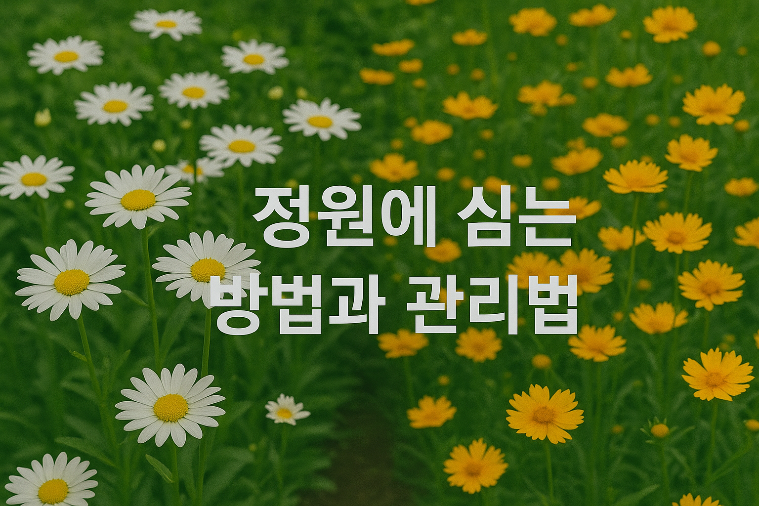 초여름 정원에 활짝 핀 샤스타데이지와 금계국의 매력
