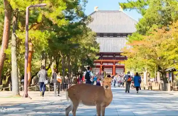 오사카 나라 고베 아리마온천 하루 버스투어 와쿠와쿠 2호선