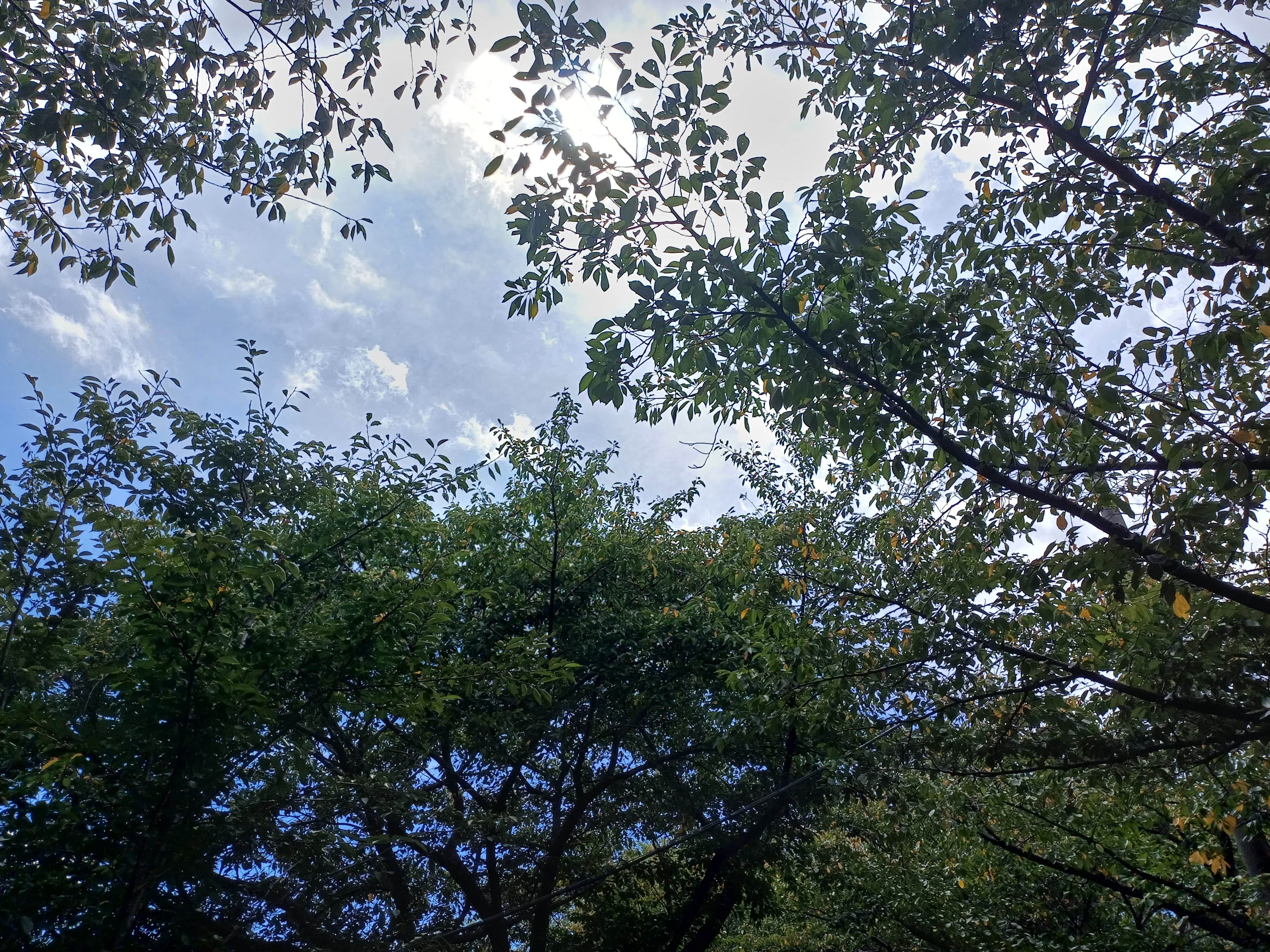 cotton candy, a blue sky, the subtle sunlight typical of autumn, and finally, the green trees
