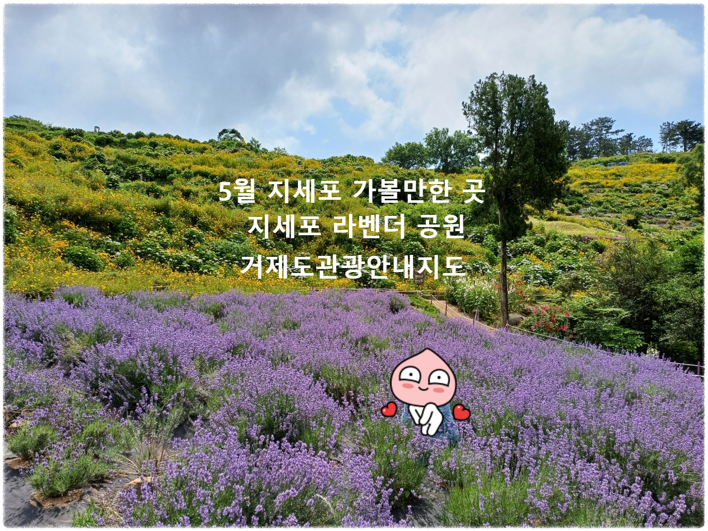 지세포 라벤더 공원