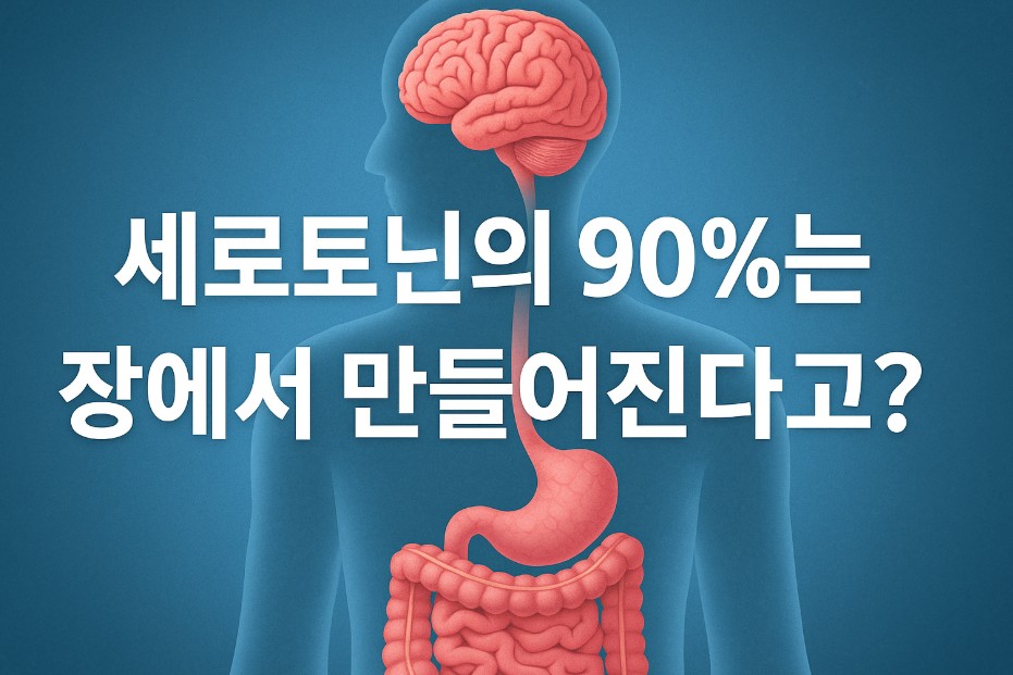 장 속에 위치한 장기와 신경 네트워크가 디지털 아트로 표현되어 있으며, 배경은 생기 있고 따뜻한 색조로 구성되어 장과 뇌 사이의 연결성을 상징한다. 이미지 중앙에는 ‘세로토닌의 90%는 장에서 만들어진다고?’라는 문구가 굵고 선명하게 배치되어 시선을 끈다. 전체적으로는 장내 미생물과 세로토닌 생산의 관계를 시각적으로 전달하는 디자인이다.