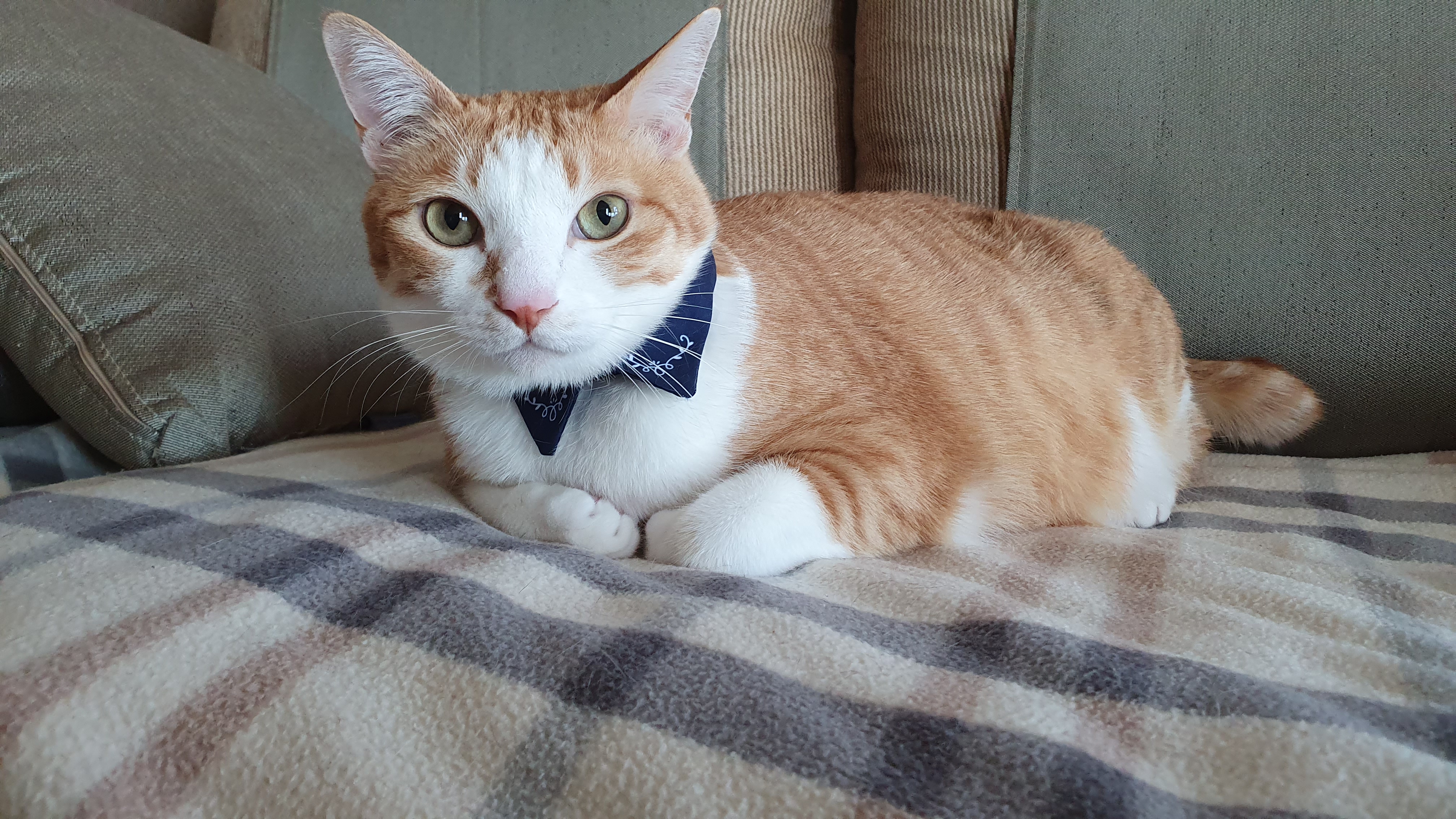 사람처럼 자는 고양이, 치즈냥이 호야.