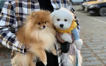 강아지 오래사는 신장관리 비법 생활습관_8