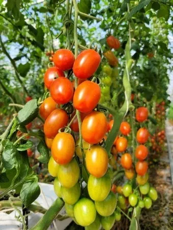 방울토마토 신선하게 보관하는 법 및 보관기간 안내_6