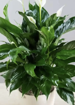 공기정화식물 스파티필럼