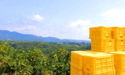 귤 감귤 밀감 뜻 차이