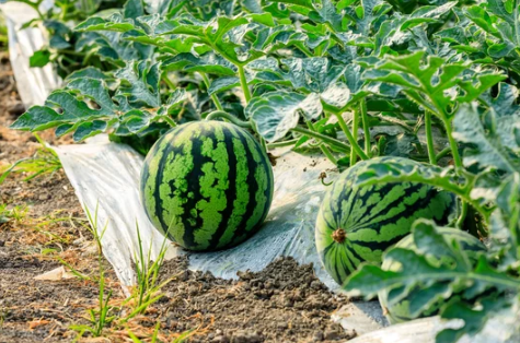 수박 효능 10가지 부작용 외 모든 것 총정리!