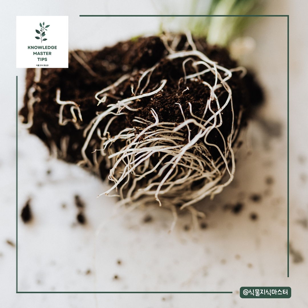 분갈이 실수 - 기존 흙을 완전히 털어내는 실수