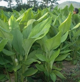 궁채 효능 부작용 나물 고르는법 칼로리
