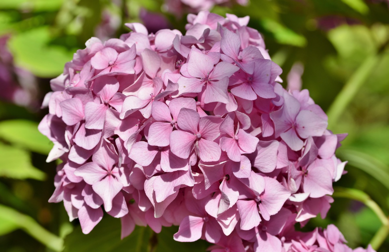 수국 개화 시기