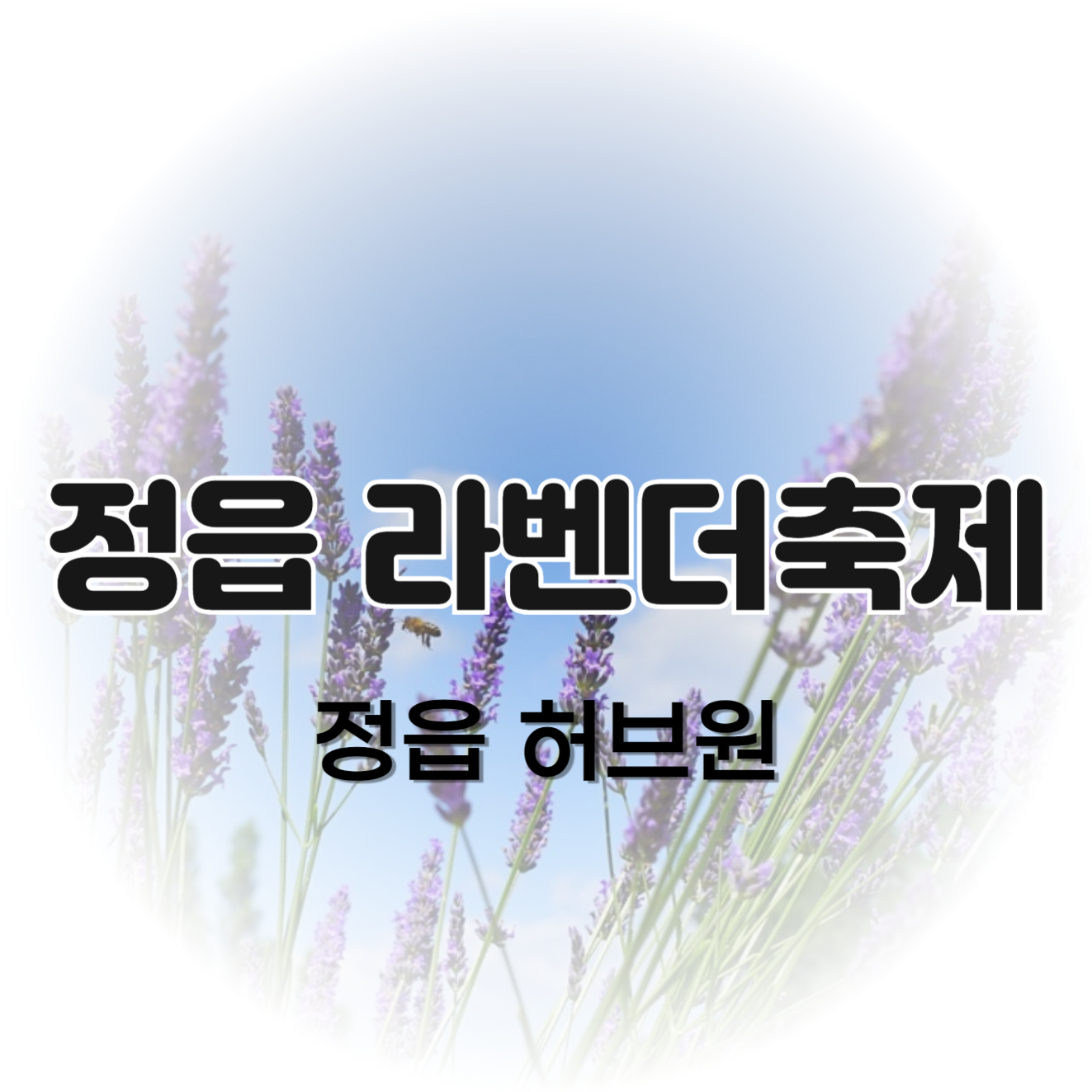 정읍 라벤더축제 6월 꽃축제 정읍허브원 정보(+주차, 반려견)