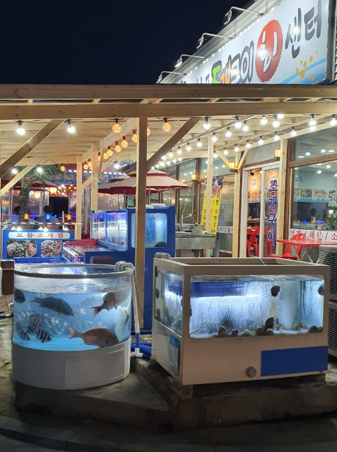 6시내고향 충남 보령 벼루 오이 주꾸미 축제 청보리밭 관련 정보