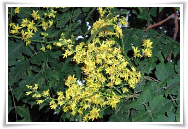 화초 "모감주나무" 황금빛 비를 내리는 신비로운, 꽃보다 열매가 예쁜 나무!