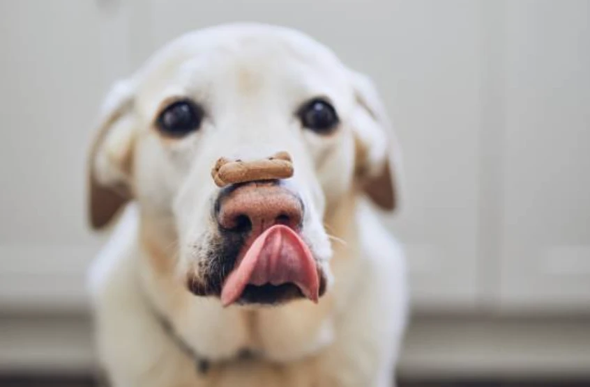 강아지 간식 추천