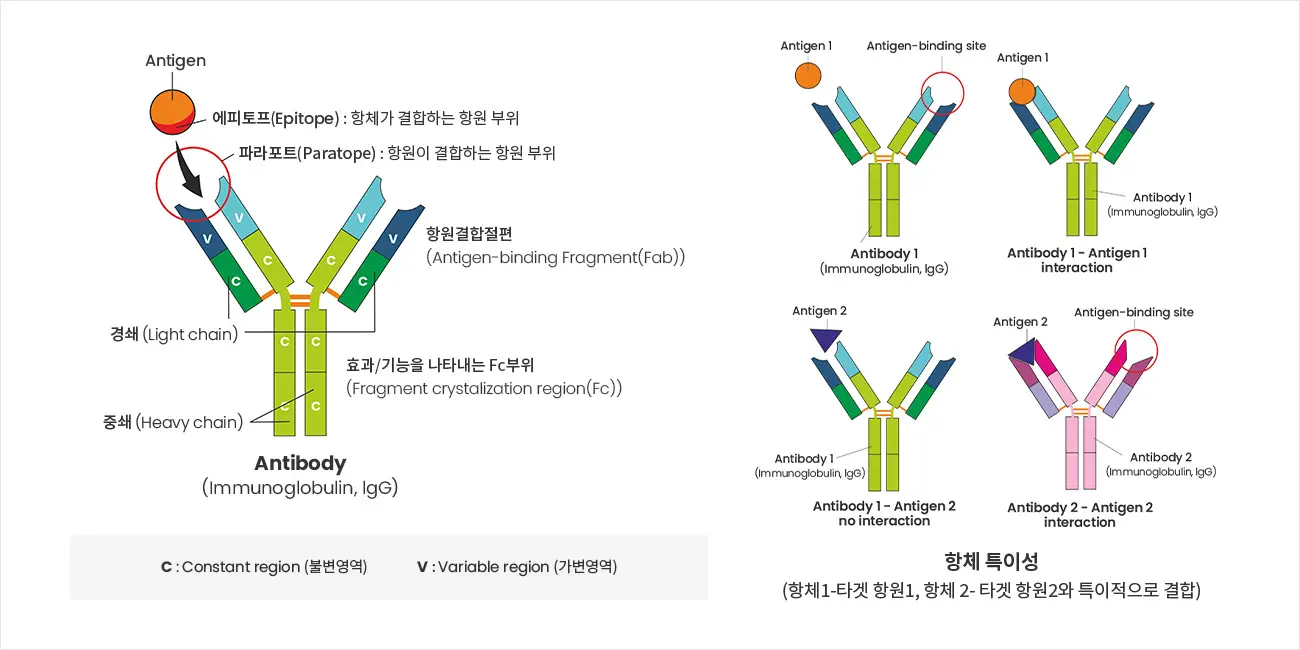 와이바이오로직스 공모주