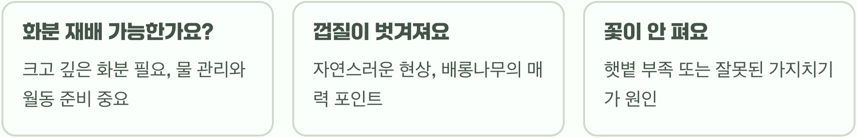 배롱나무묘목 심는 시기, 봄 vs 가을 언제가 더 좋을까?