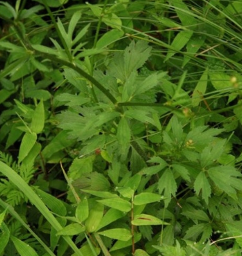 미나리 효능 부작용 고르는법 칼로리