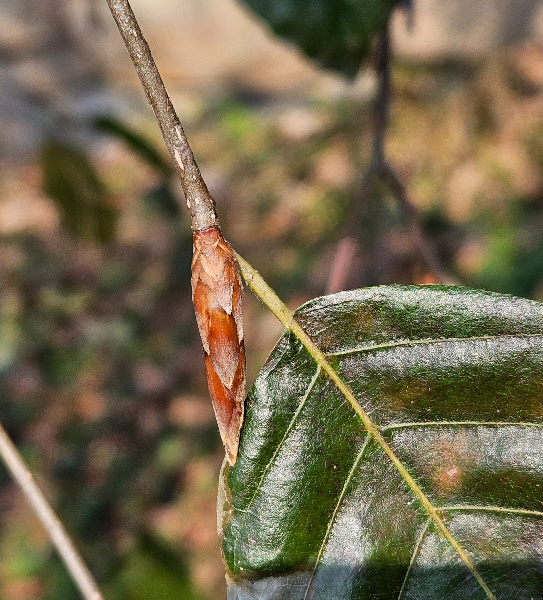 너도밤나무 겨울눈1