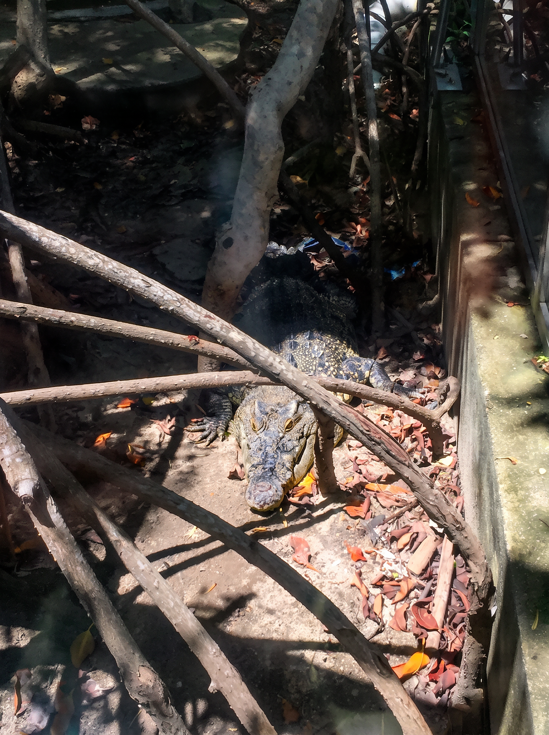 국립해양박물관의 바다악어(Saltwater Crocodile)