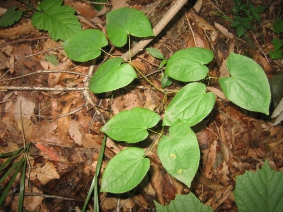 야생에서 잘 자라고 있는 삼지구엽초, 즉 3개의 가지에서 한 가지당 3개의 잎이 달려서 총 9개가 달리는, 음양곽을 찍은 사진