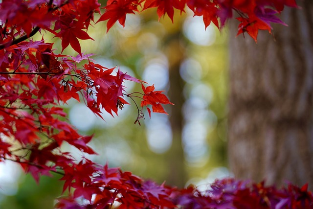 설악산 단풍시기